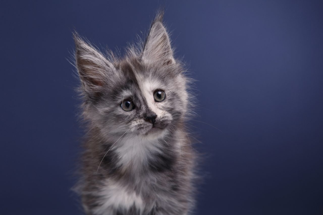 Maine Coon Yavru Kedileri Yumuşakça Miyavlıyor: "Büyüdüğümüzde Nazik Devler Olacağız"