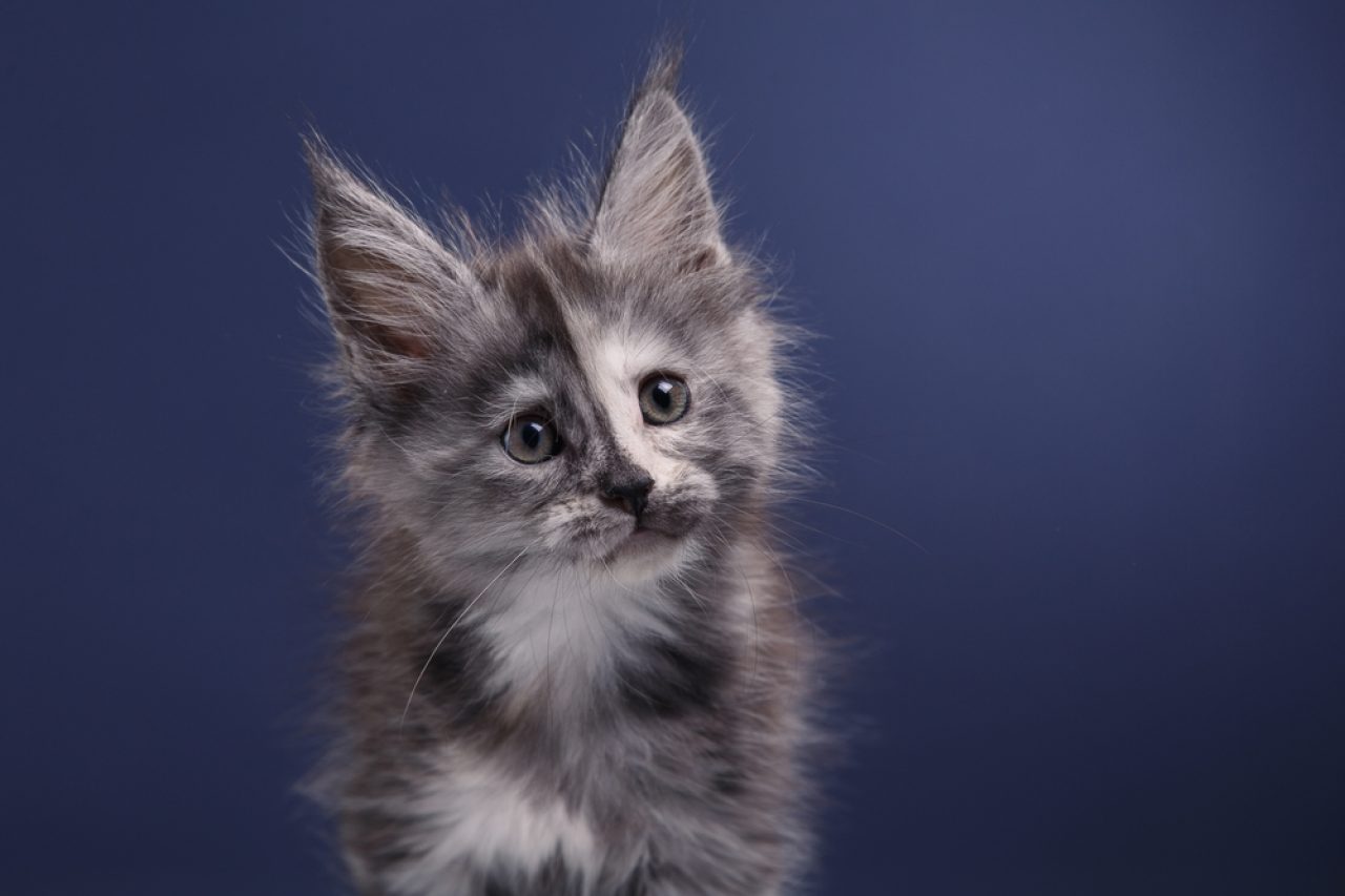 Maine Coon Kittens Meowing Softly: "When We Grow Up, We're Gonna Be Gentle Giants"