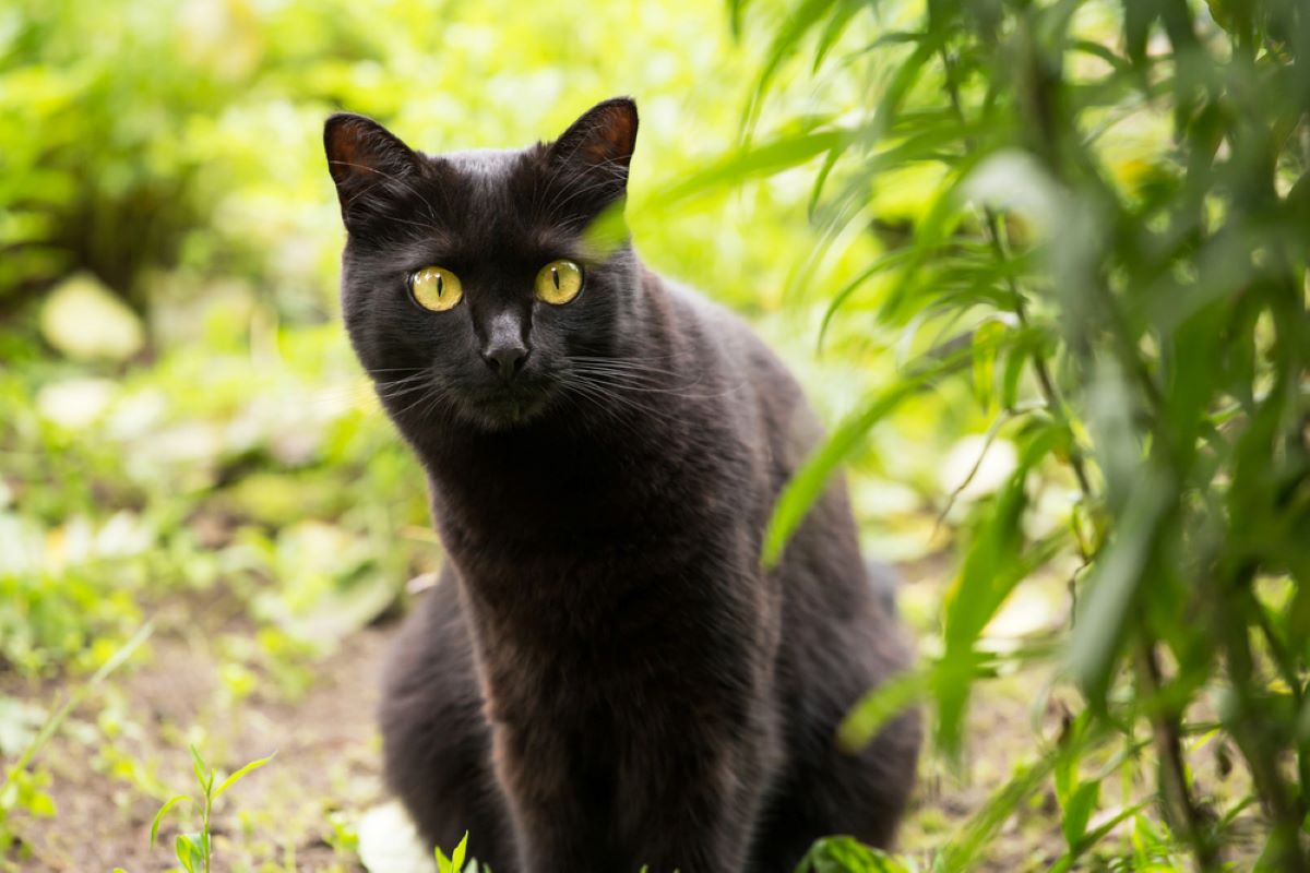 10 Cat Breeds That Behave As If They're Dogs