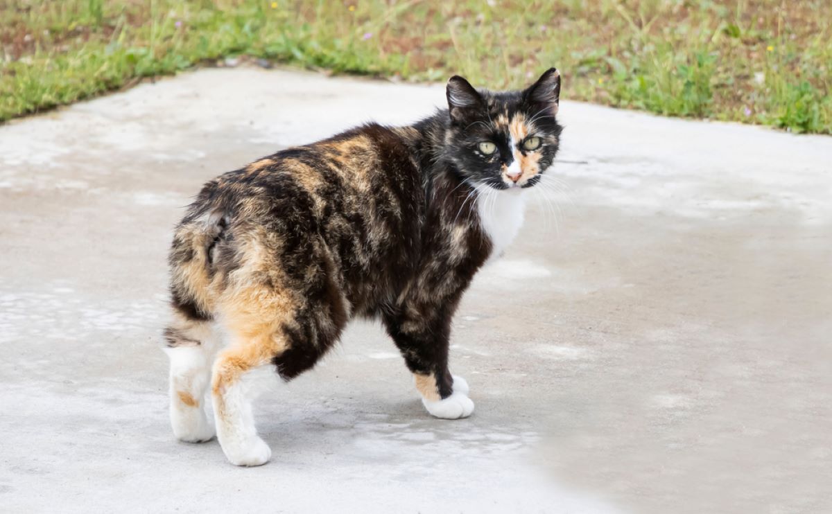 Köpek Gibi Davranan 10 Kedi Irkı