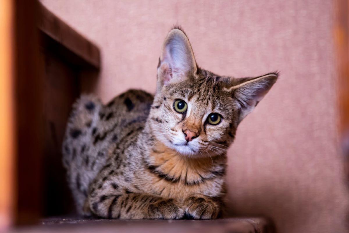 10 Cat Breeds That Behave As If They're Dogs