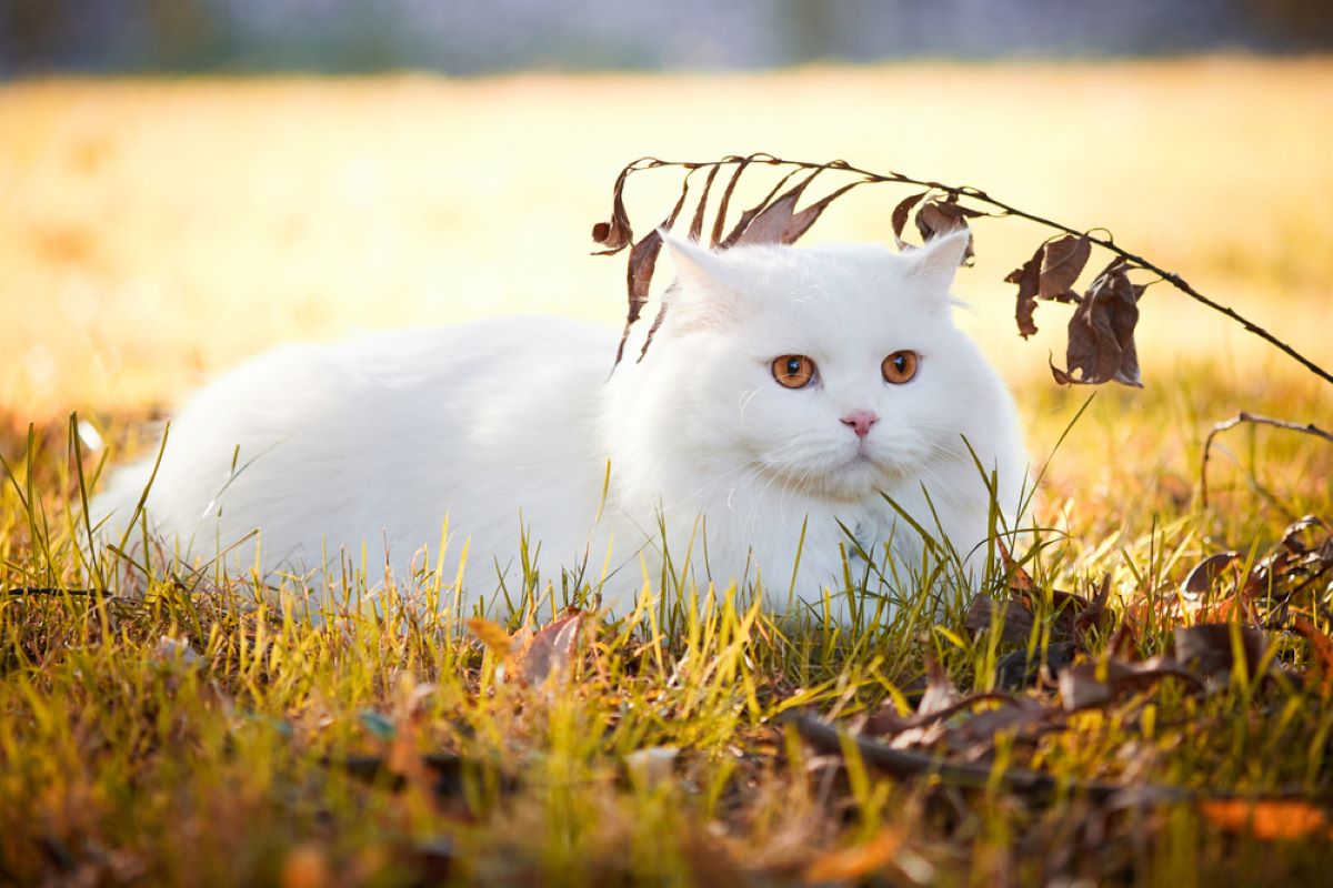 10 Cat Breeds That Behave As If They're Dogs