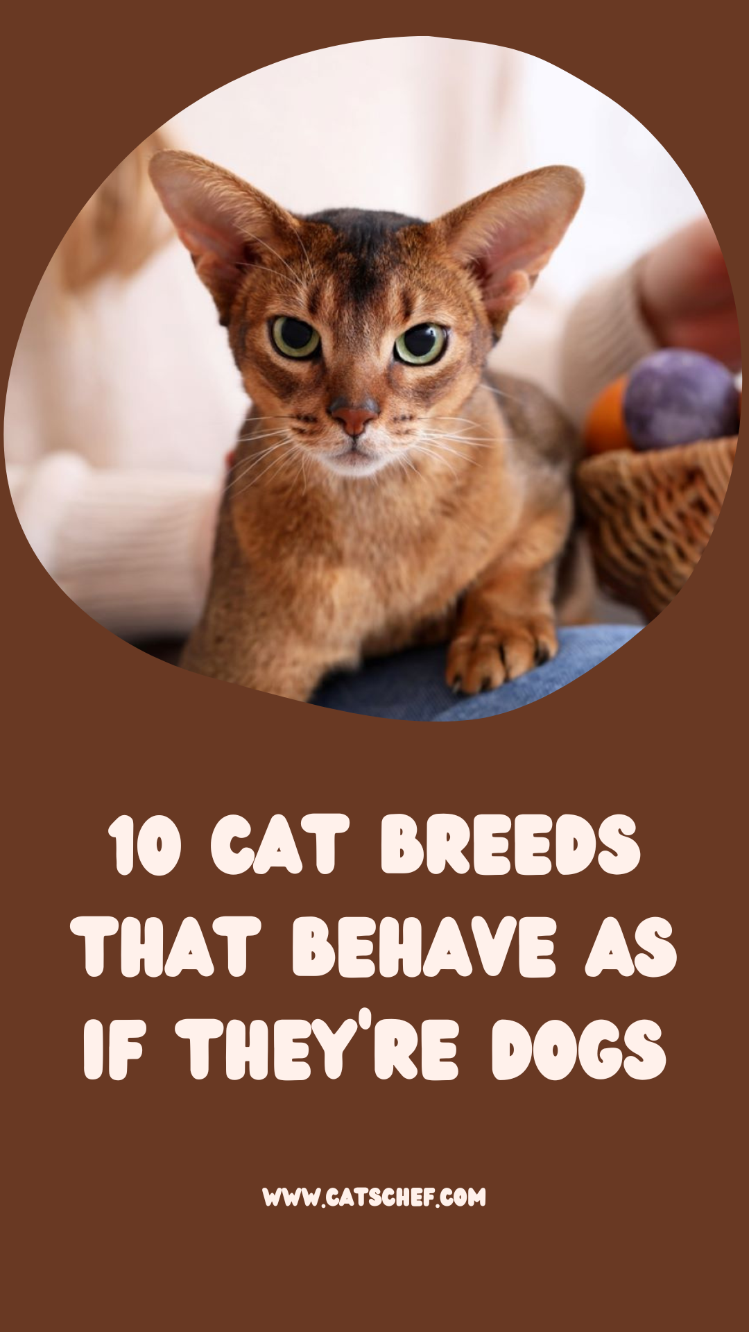 10 Cat Breeds That Behave As If They're Dogs