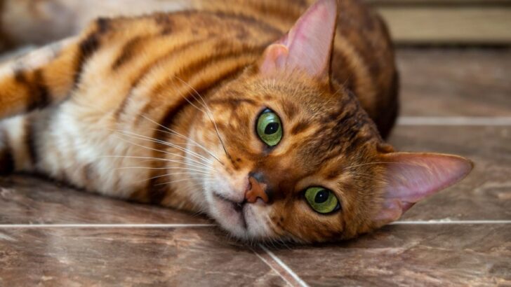 10 Reasons Why You Should Never Own A Bengal Cat