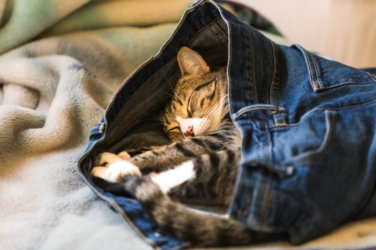 10 Kez Kediler En Komik Pozisyonlarda Uyuyakaldı