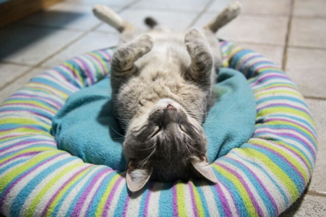 10 Times Cats Fell Asleep In The Most Hilarious Positions