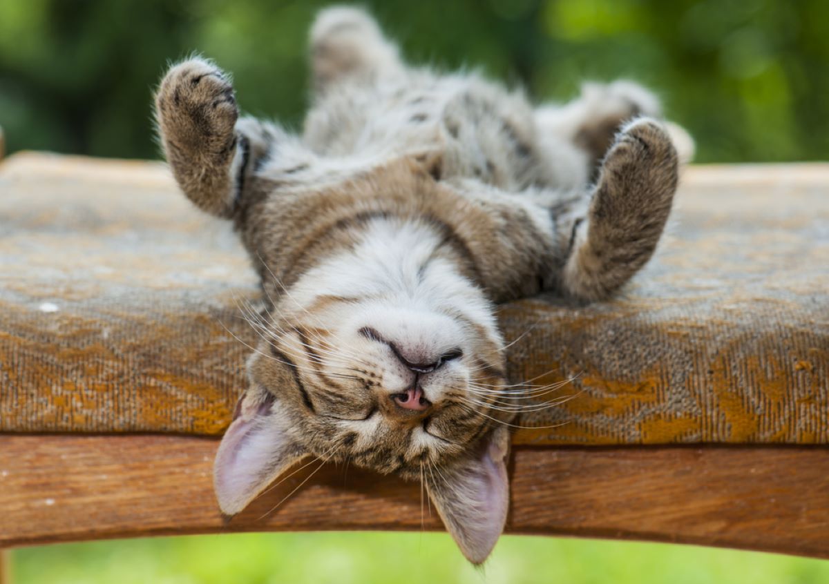 10 Times Cats Fell Asleep In The Most Hilarious Positions