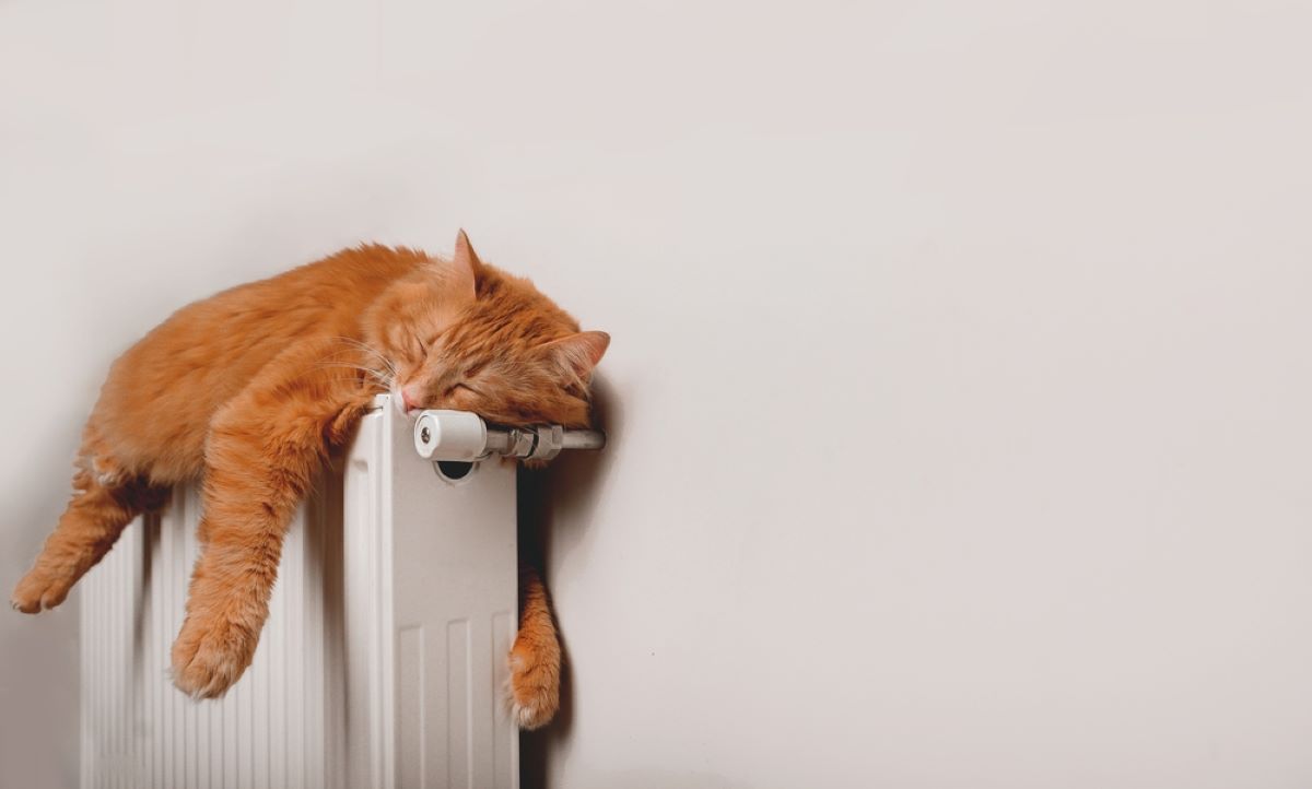 10 Times Cats Fell Asleep In The Most Hilarious Positions