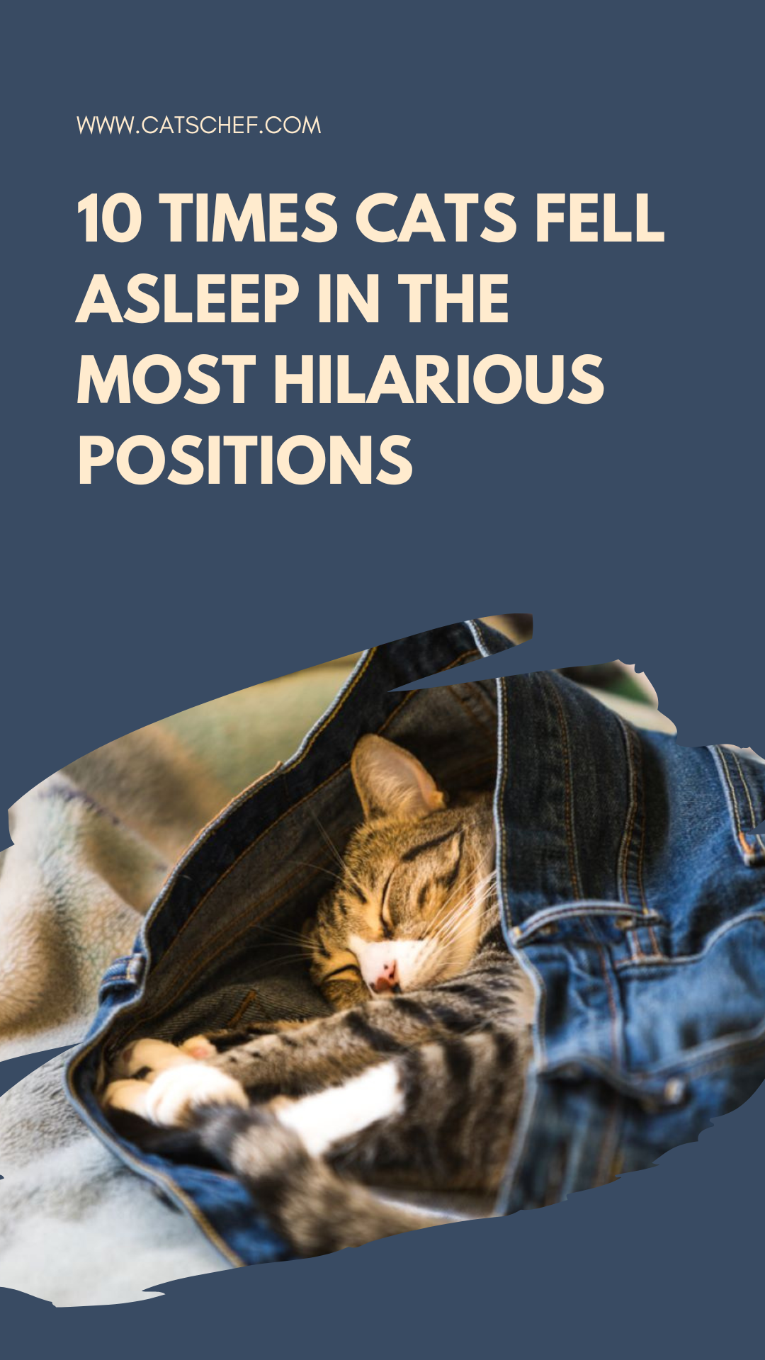 10 Times Cats Fell Asleep In The Most Hilarious Positions