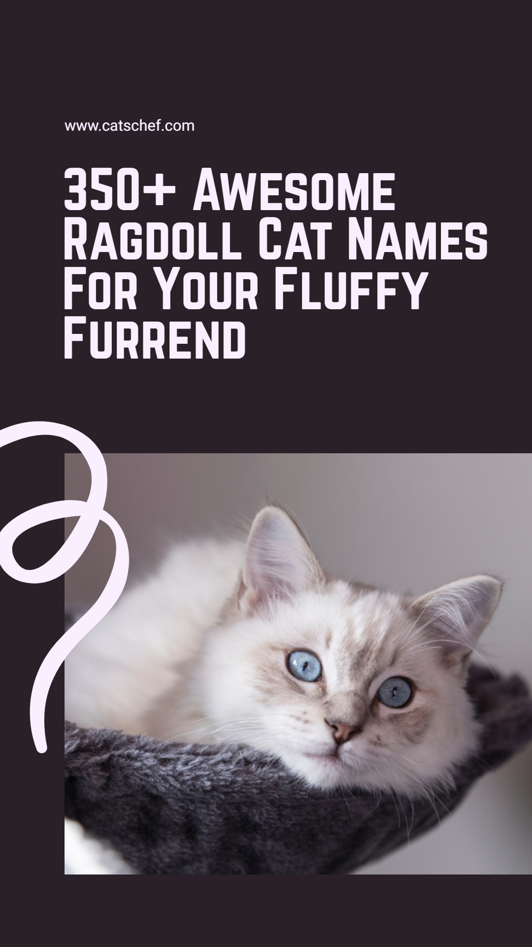 350+ Awesome Ragdoll Cat Names For Your Fluffy Furrend