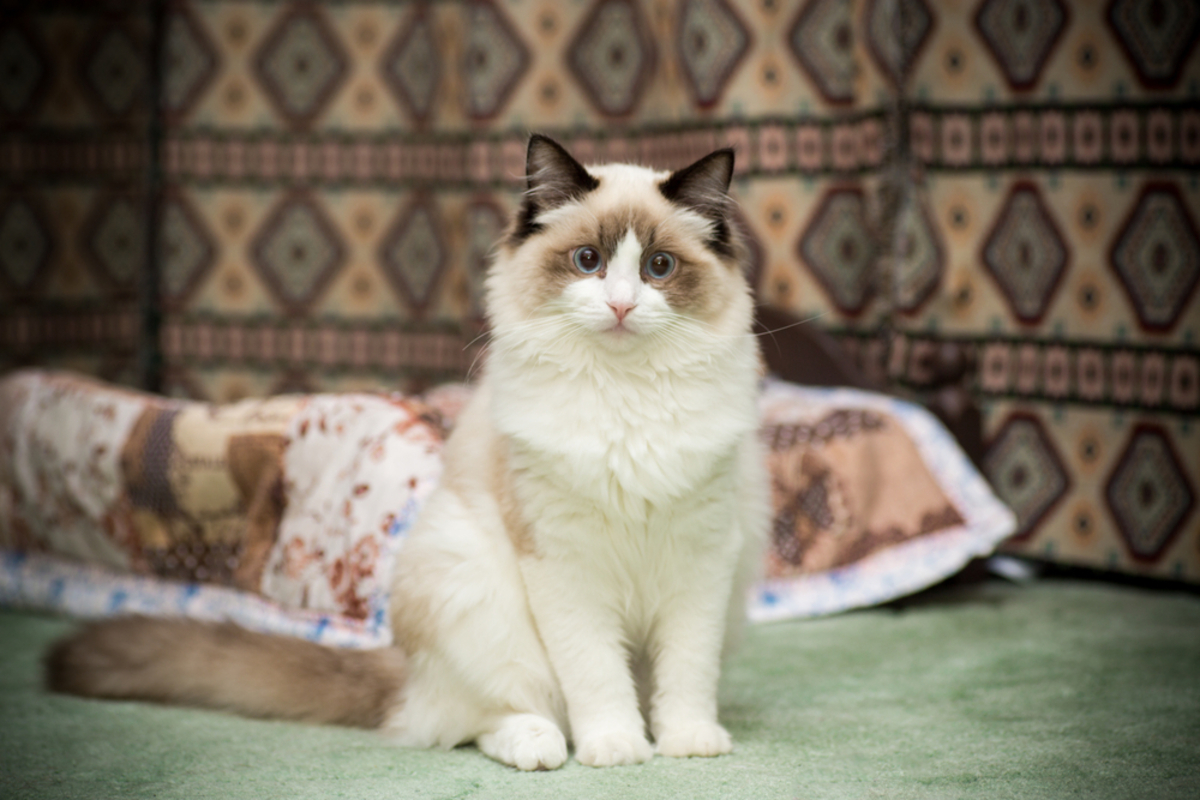 350+ Awesome Ragdoll Cat Names For Your Fluffy Furrend