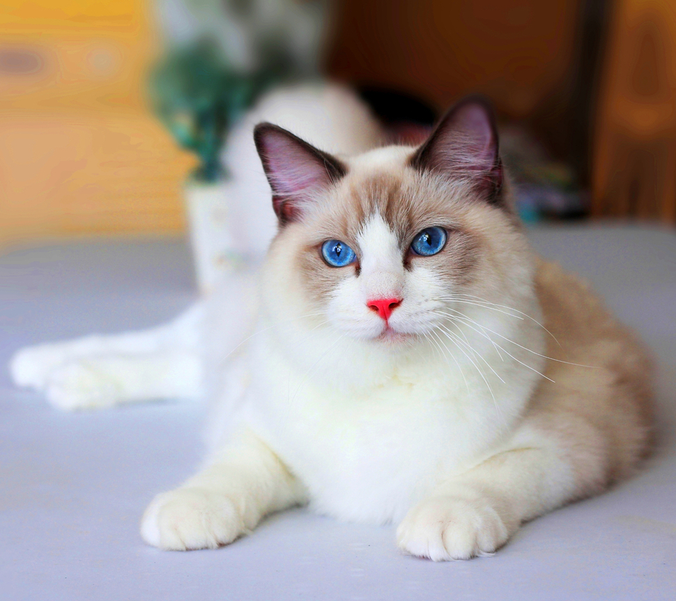 350+ Awesome Ragdoll Cat Names For Your Fluffy Furrend