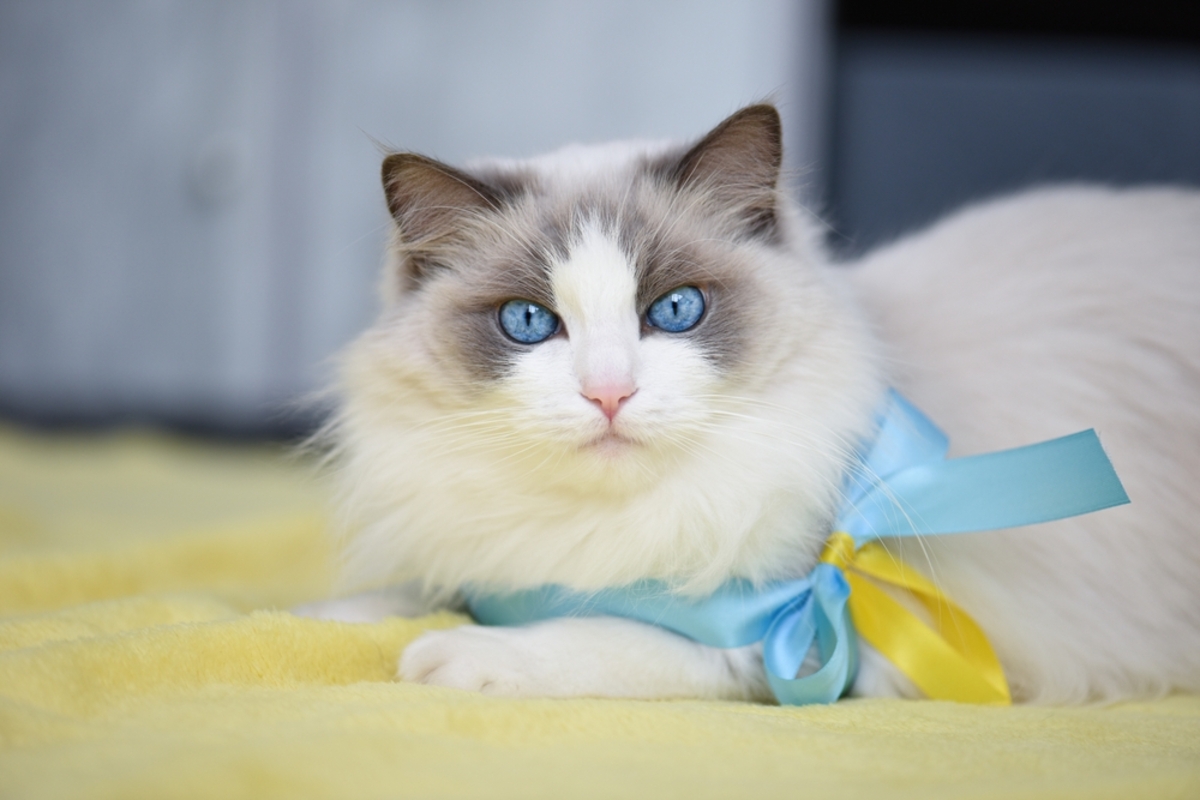 350+ Awesome Ragdoll Cat Names For Your Fluffy Furrend