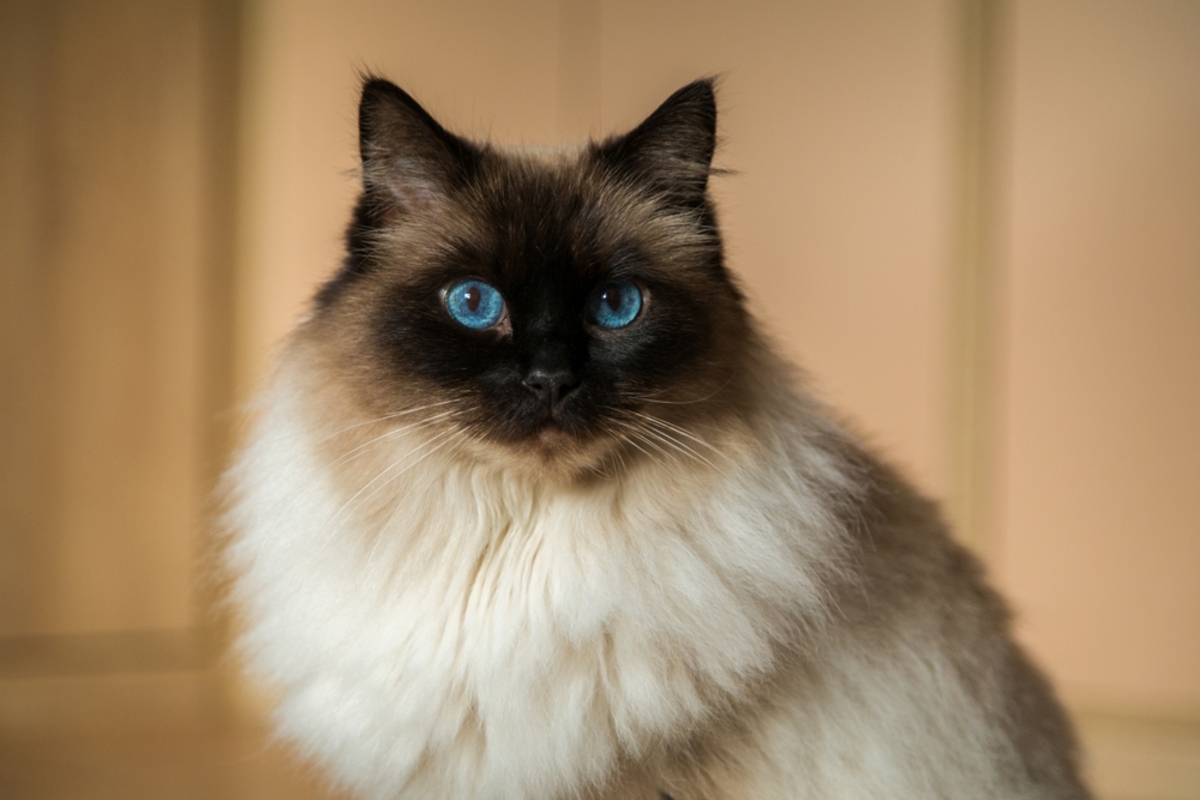 350+ Awesome Ragdoll Cat Names For Your Fluffy Furrend