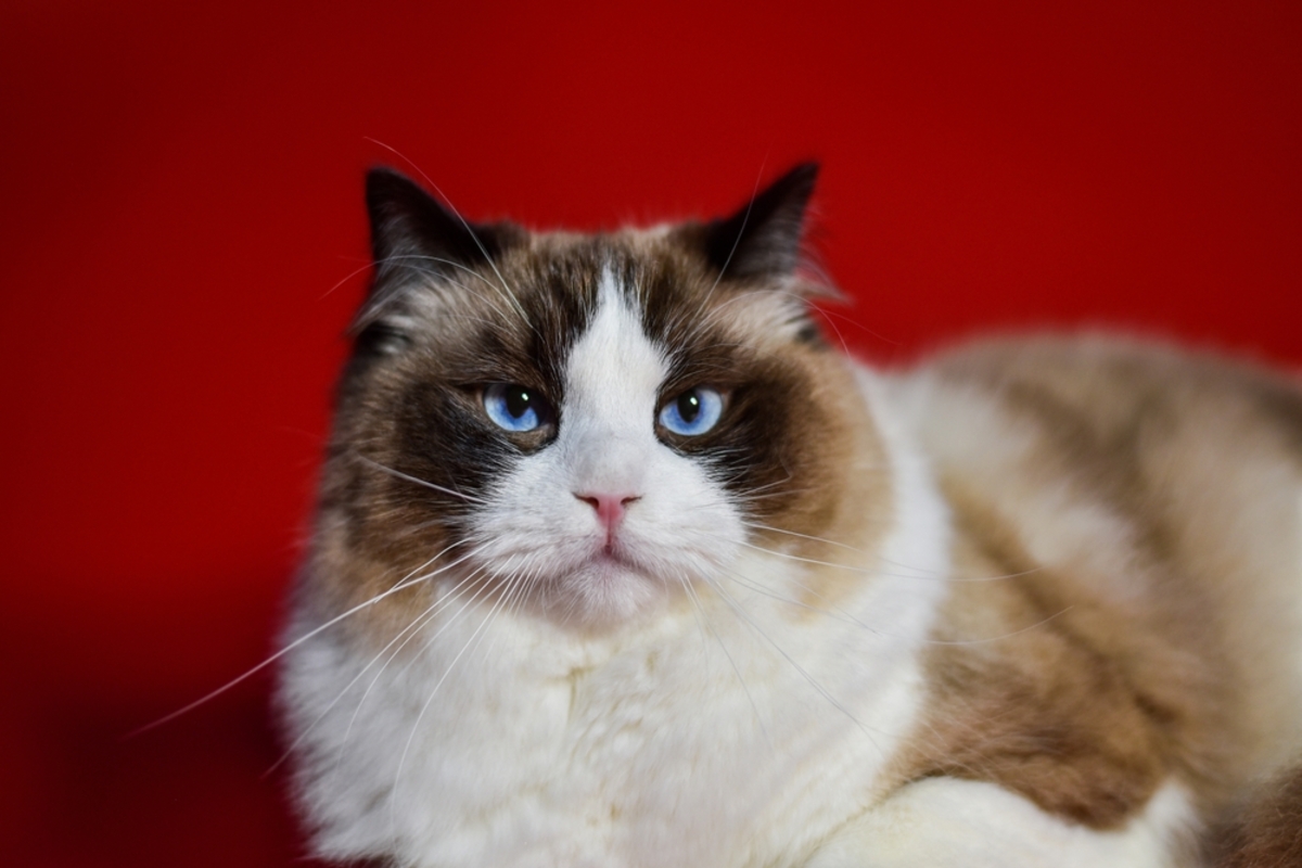 350+ Awesome Ragdoll Cat Names For Your Fluffy Furrend