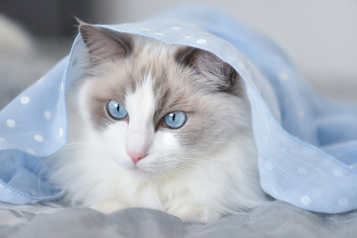 350+ Awesome Ragdoll Cat Names For Your Fluffy Furrend