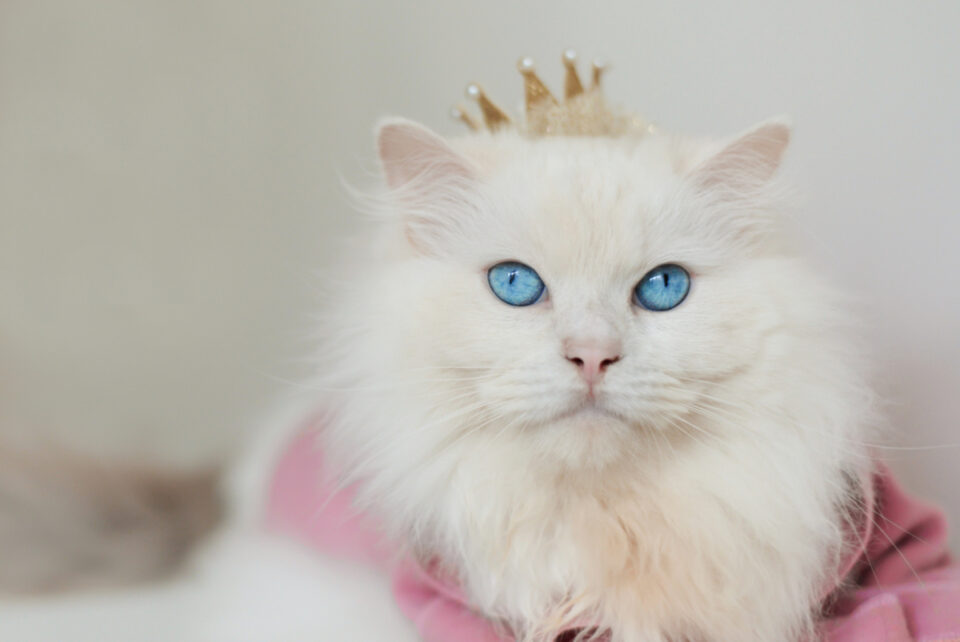 350+ Awesome Ragdoll Cat Names For Your Fluffy Furrend
