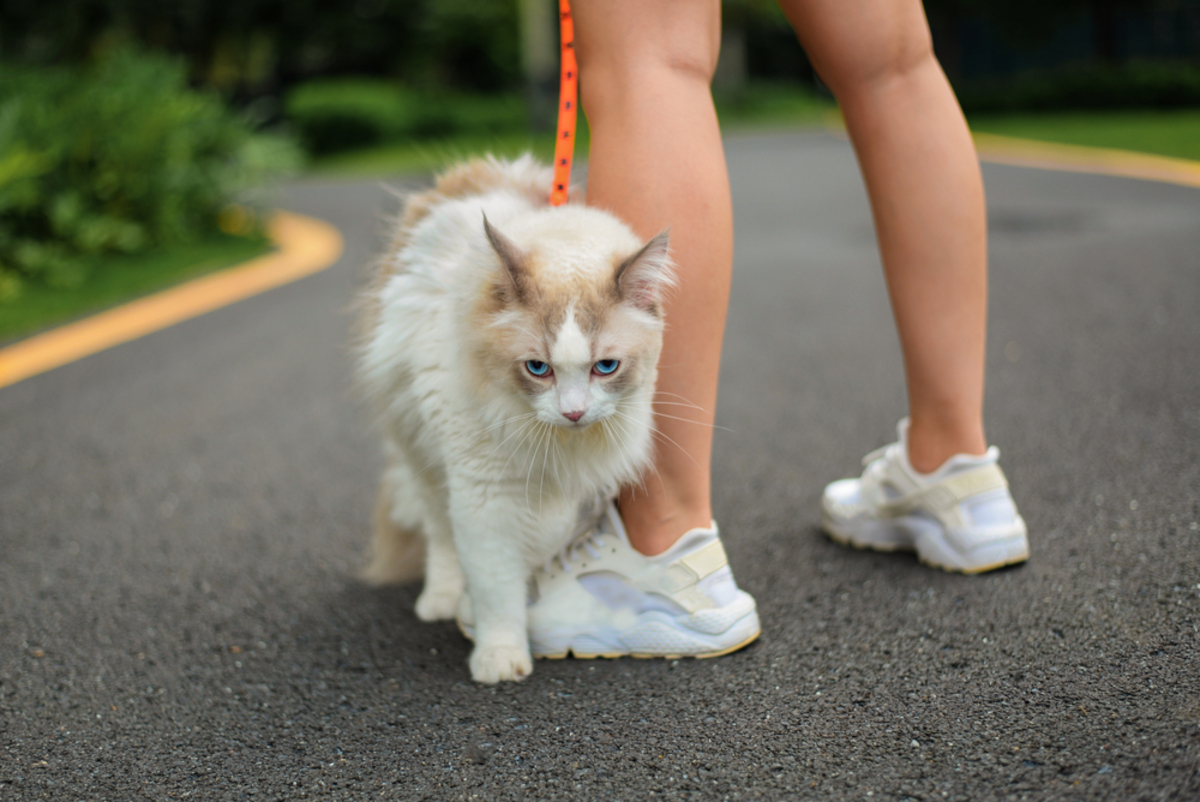 Pofuduk Tüyleriniz İçin 350+ Harika Ragdoll Kedi İsmi