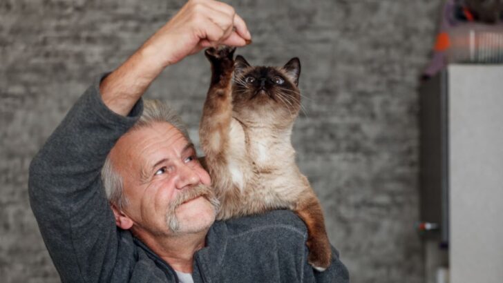 6 Adorable Reasons Why Cats Are Great Pets For Seniors