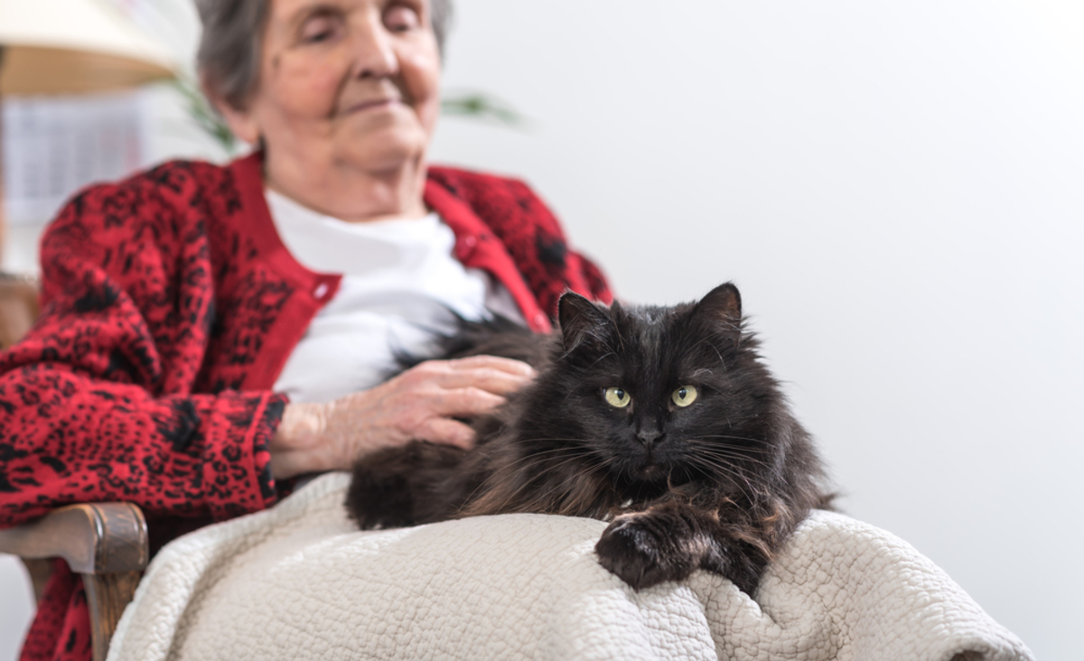 6 Adorable Reasons Why Cats Are Great Pets For Seniors