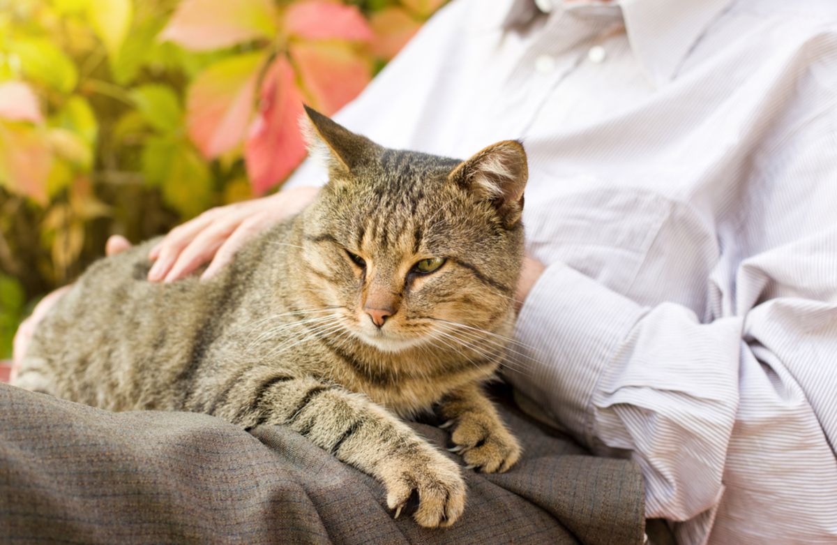 6 Adorable Reasons Why Cats Are Great Pets For Seniors