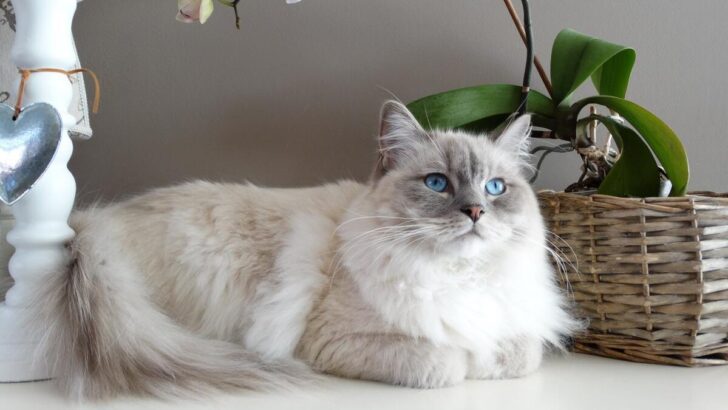 The 7 Most Expensive Cat Breeds In The World