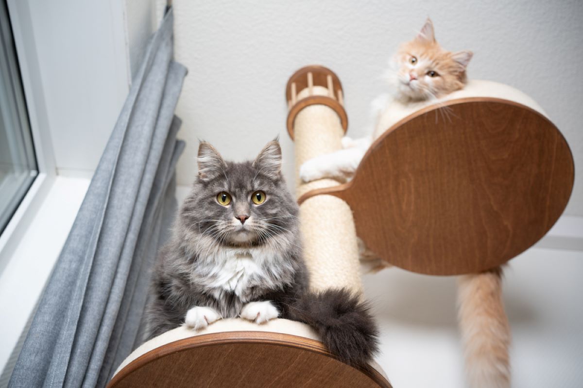 8 Actual Reasons Why A Cat Tree Is Great For Your Cat's Health