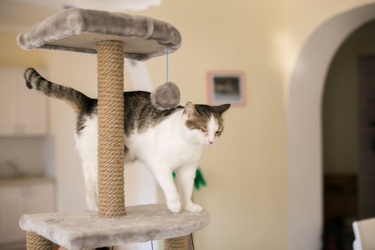 8 Actual Reasons Why A Cat Tree Is Great For Your Cat's Health