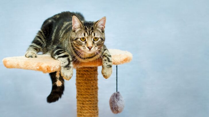 8 Actual Reasons Why A Cat Tree Is Great For Your Cat’s Health