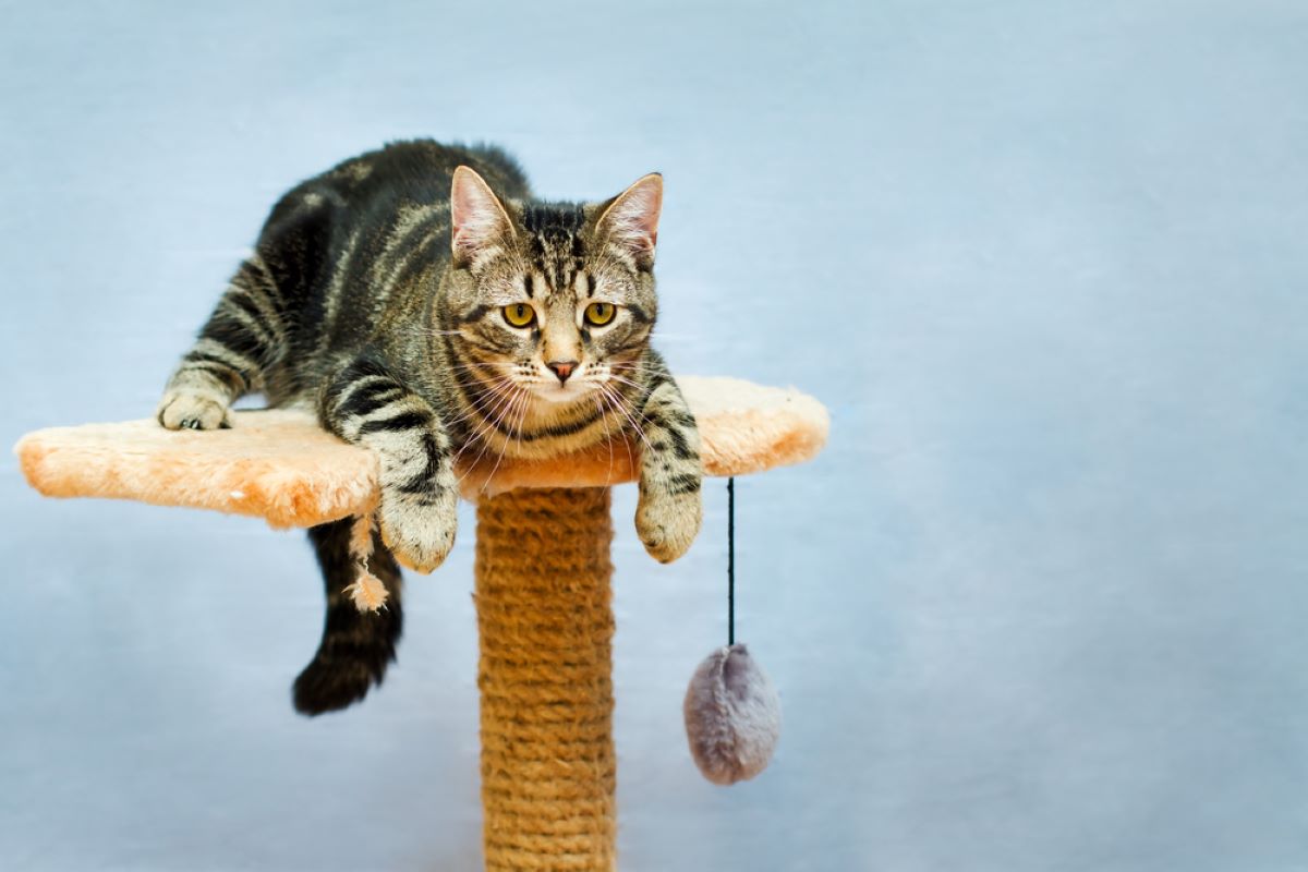 8 Actual Reasons Why A Cat Tree Is Great For Your Cat's Health