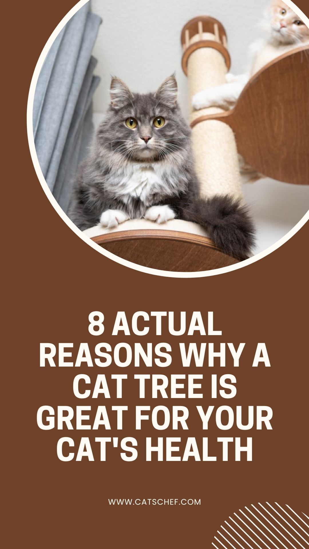 Kedi Ağacının Kedinizin Sağlığı İçin Harika Olmasının 8 Gerçek Nedeni