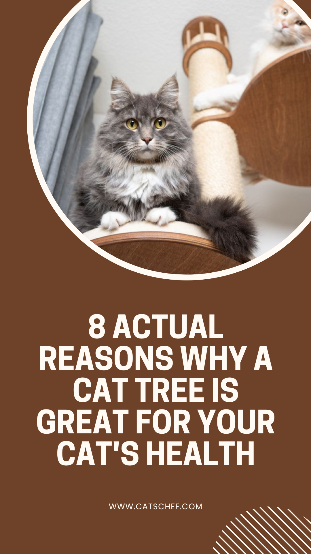 8 Actual Reasons Why A Cat Tree Is Great For Your Cat's Health