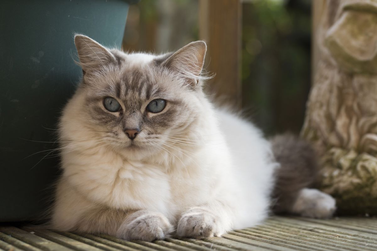 8 Best Cat Breeds For The Elderly And Senior Population