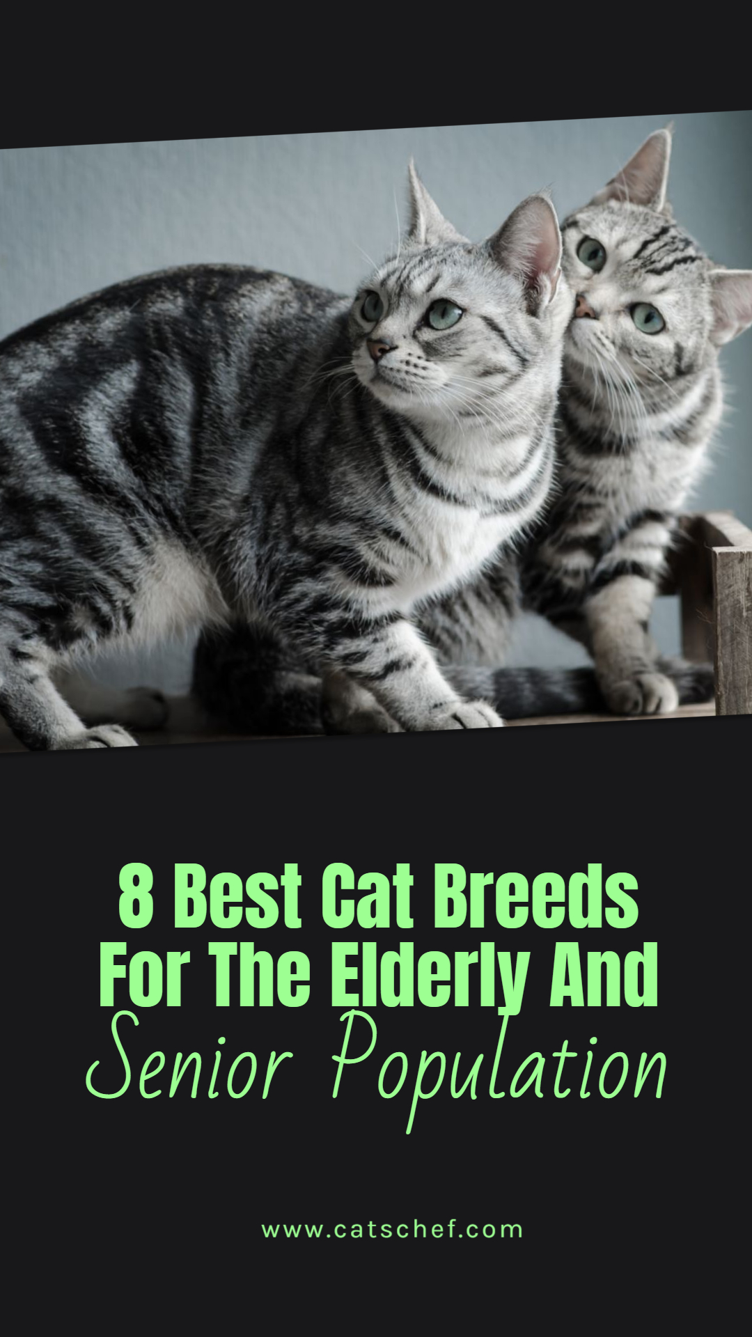 8 Yaşlılar ve Yaşlı Nüfus İçin En İyi Kedi Irkları
