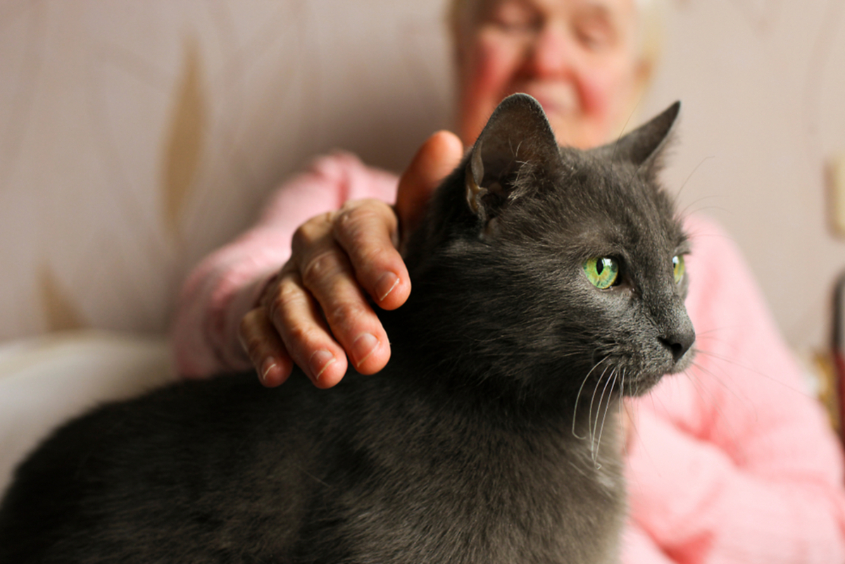 8 Best Cat Breeds For The Elderly And Senior Population