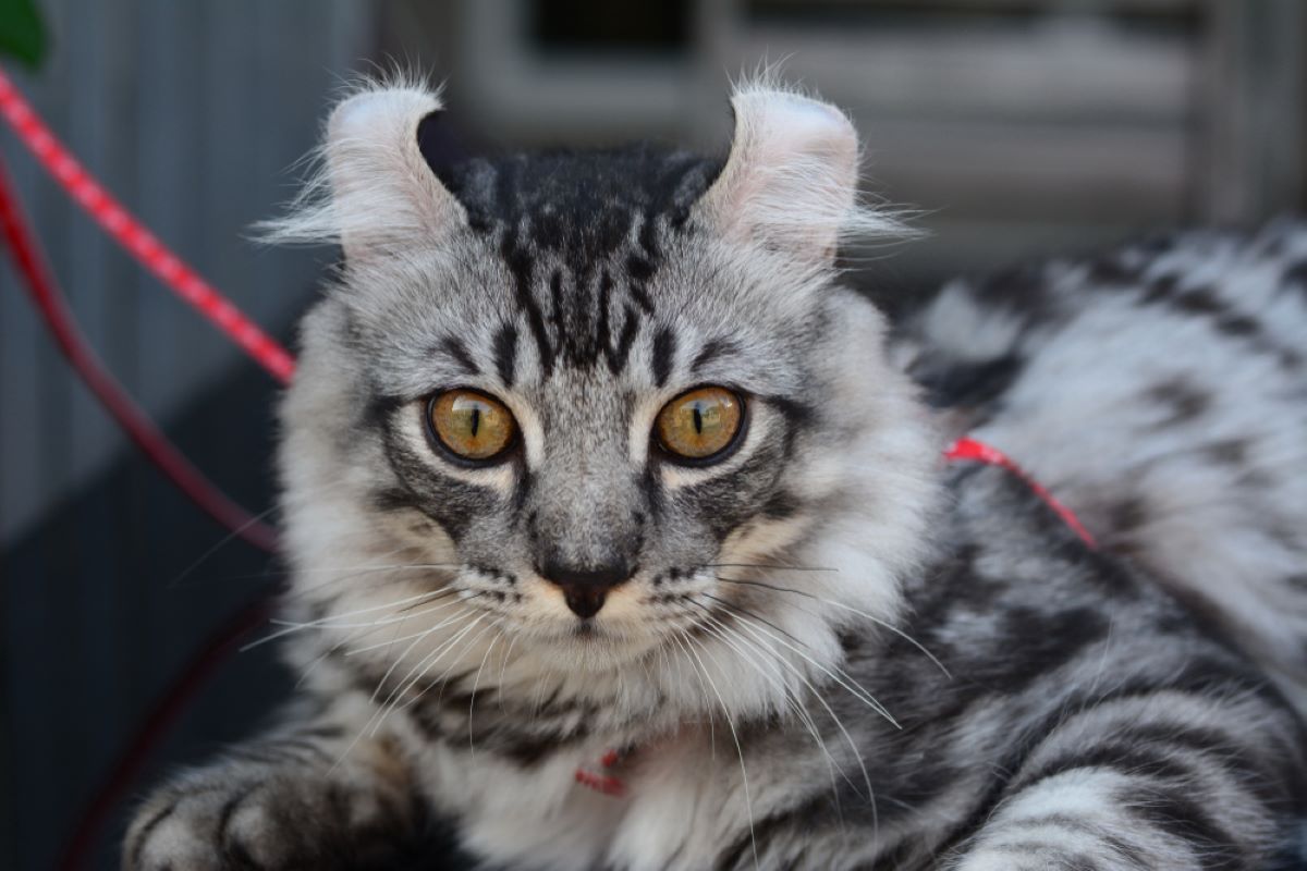 8 Fluffy Cat Breeds That Will Melt Your Heart