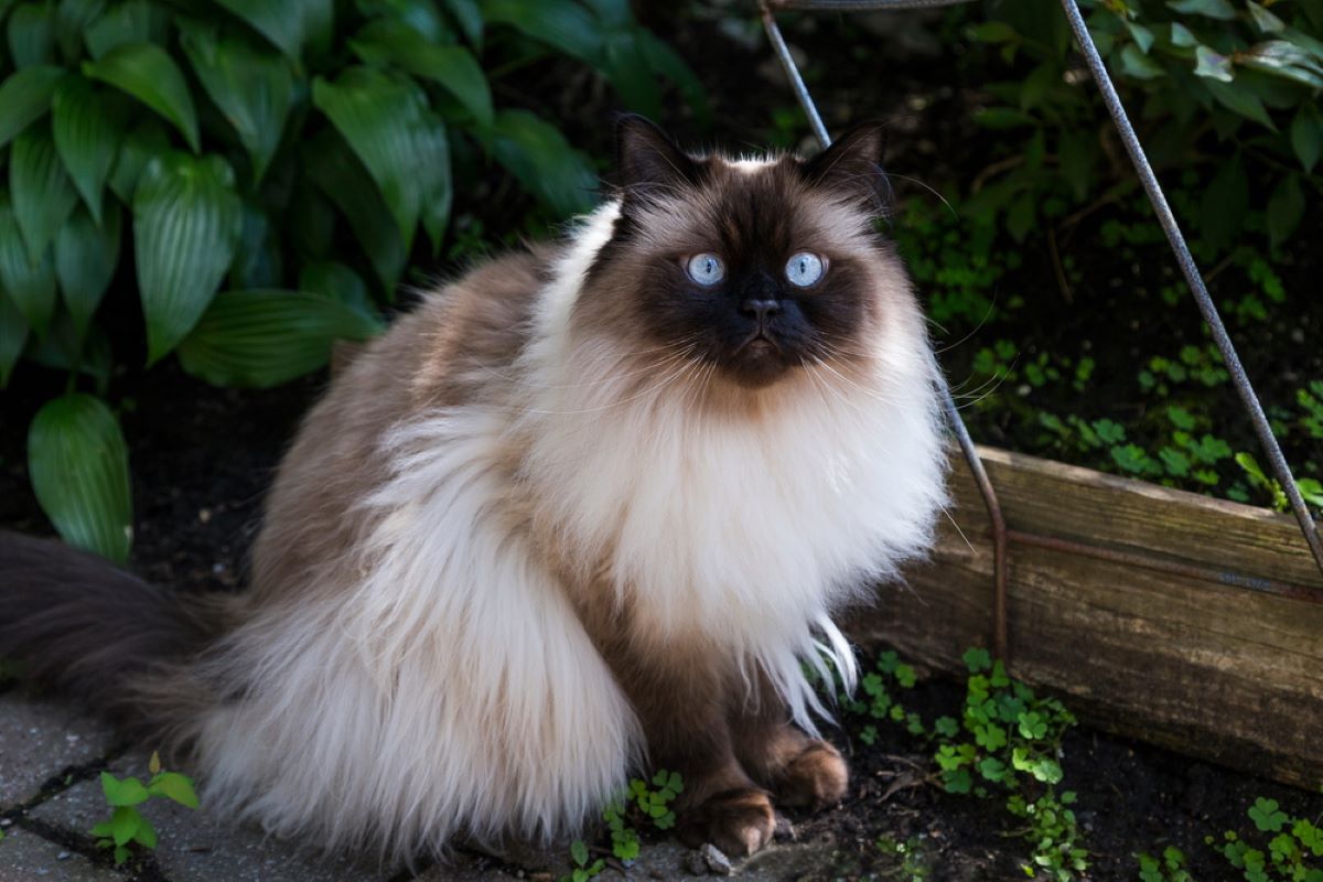 8 Fluffy Cat Breeds That Will Melt Your Heart