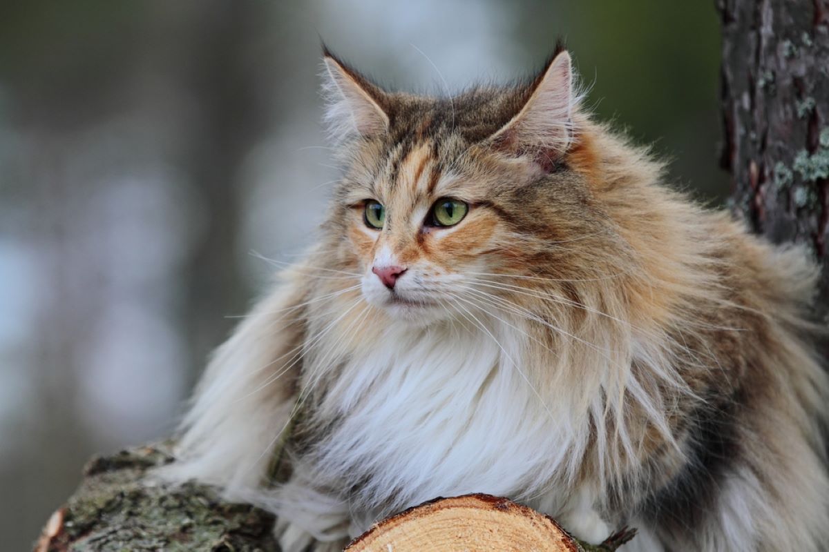 8 Fluffy Cat Breeds That Will Melt Your Heart