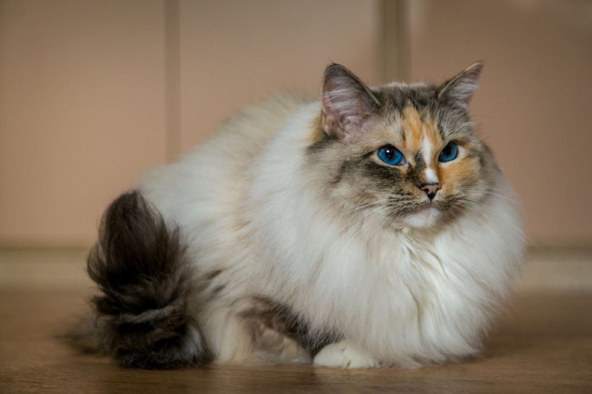 8 Fluffy Cat Breeds That Will Melt Your Heart