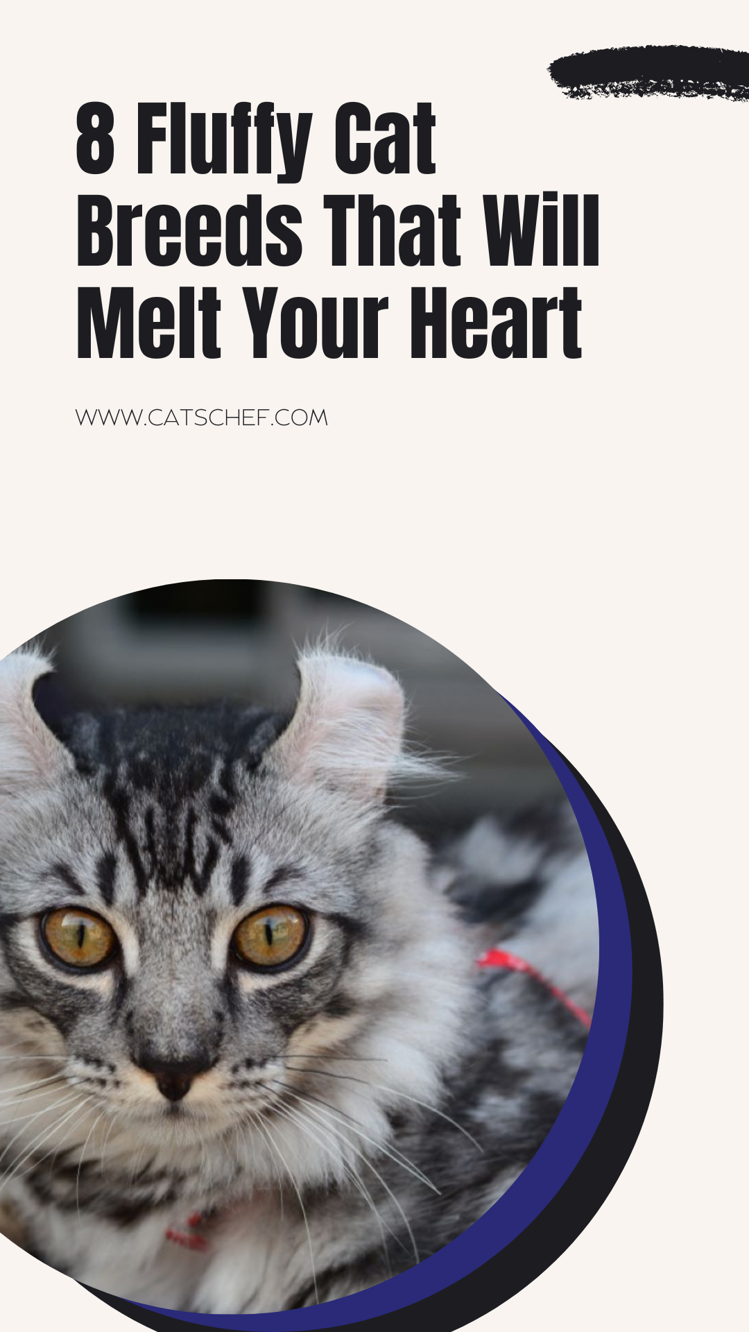 Kalbinizi Eritecek 8 Pofuduk Kedi Irkı