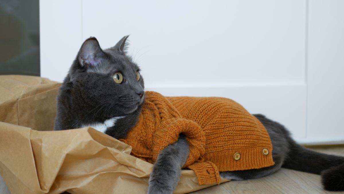 8 Ways To Get Your Cat To Wear A Sweater And Look Like A Real Model