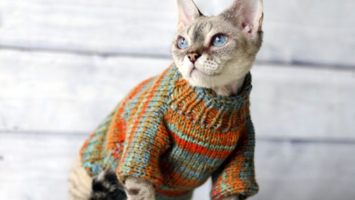 Kedinize Kazak Giydirip Gerçek Bir Model Gibi Görünmesini Sağlamanın 8 Yolu