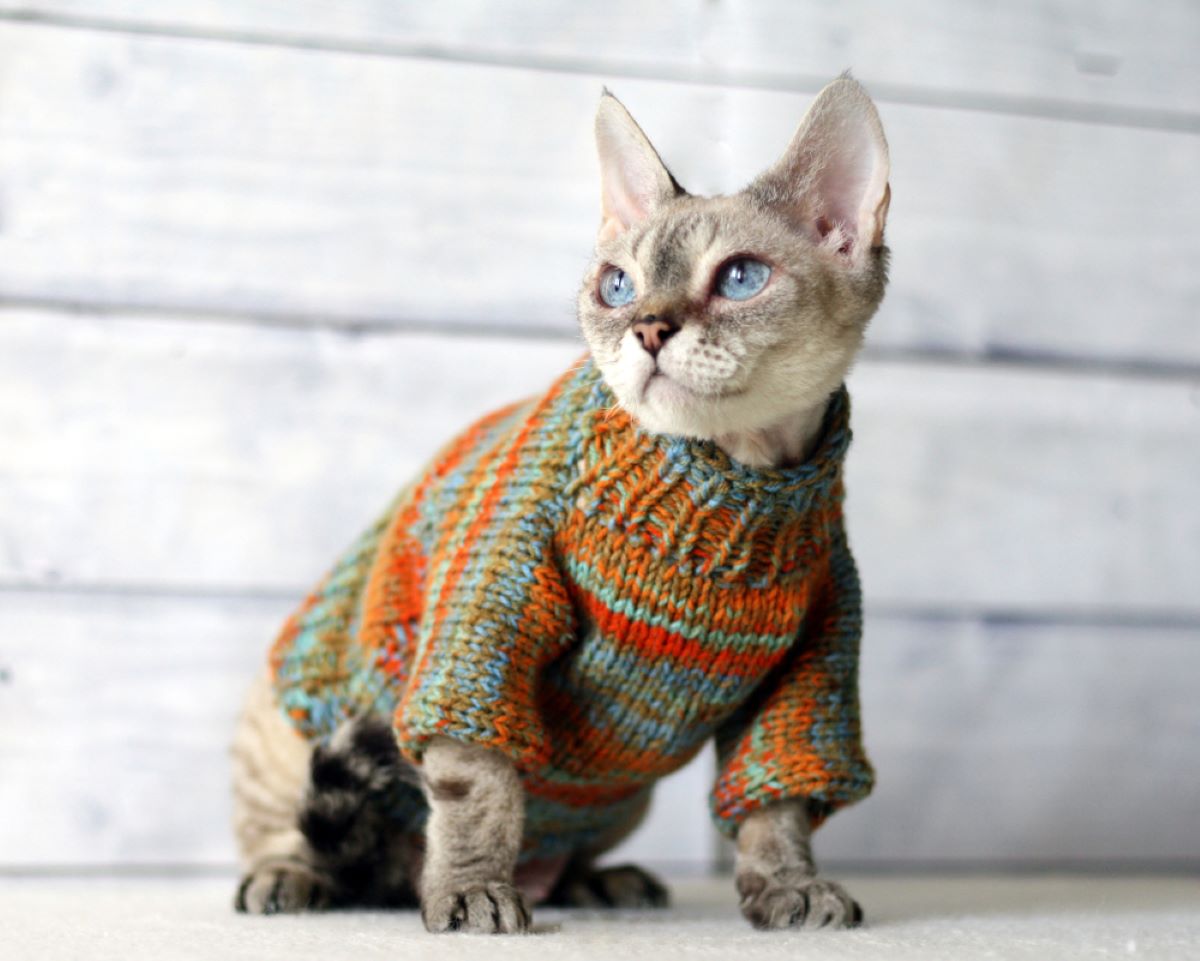 8 Ways To Get Your Cat To Wear A Sweater And Look Like A Real Model