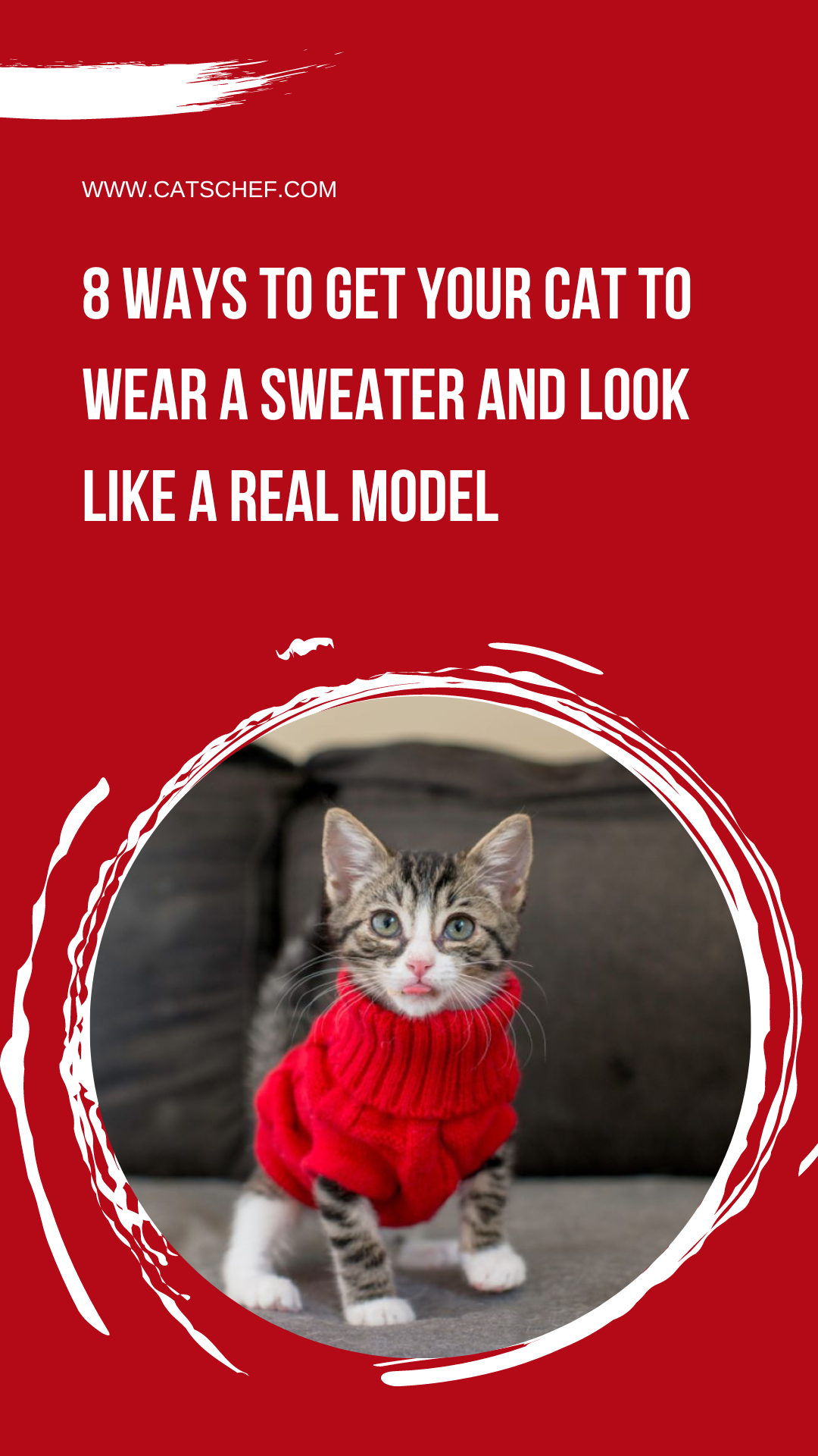 Kedinize Kazak Giydirip Gerçek Bir Model Gibi Görünmesini Sağlamanın 8 Yolu