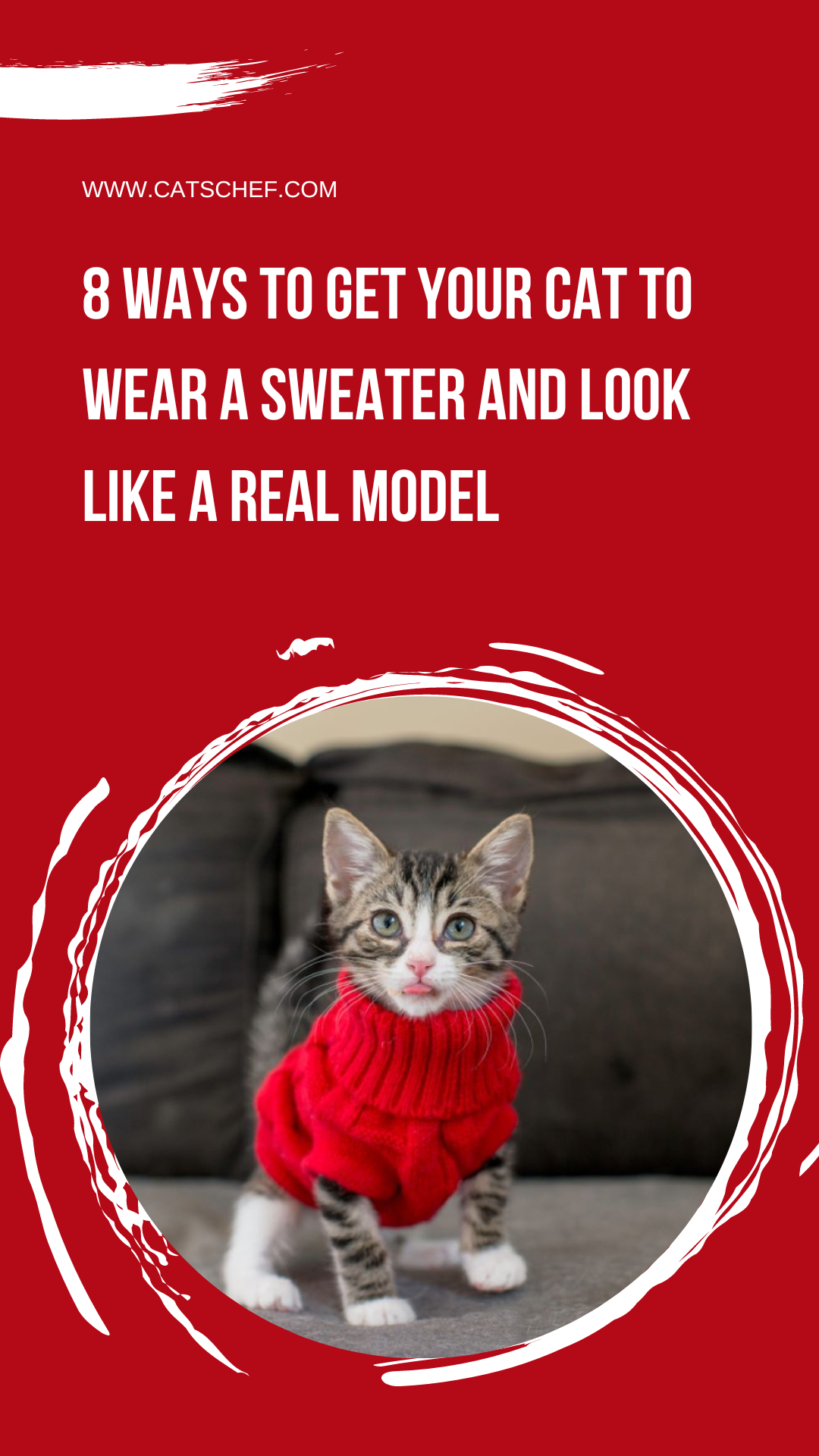 8 Ways To Get Your Cat To Wear A Sweater And Look Like A Real Model