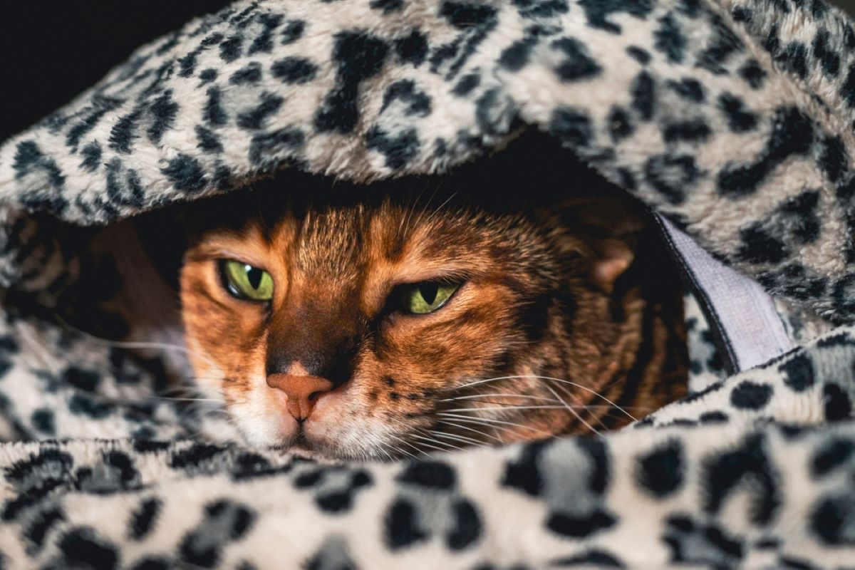8 Ways To Help An Anxious Cat Feel Better