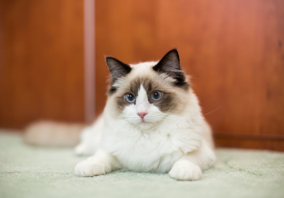 Are Ragdoll Cats Hypoallergenic? Allergy-Friendly Or Not?
