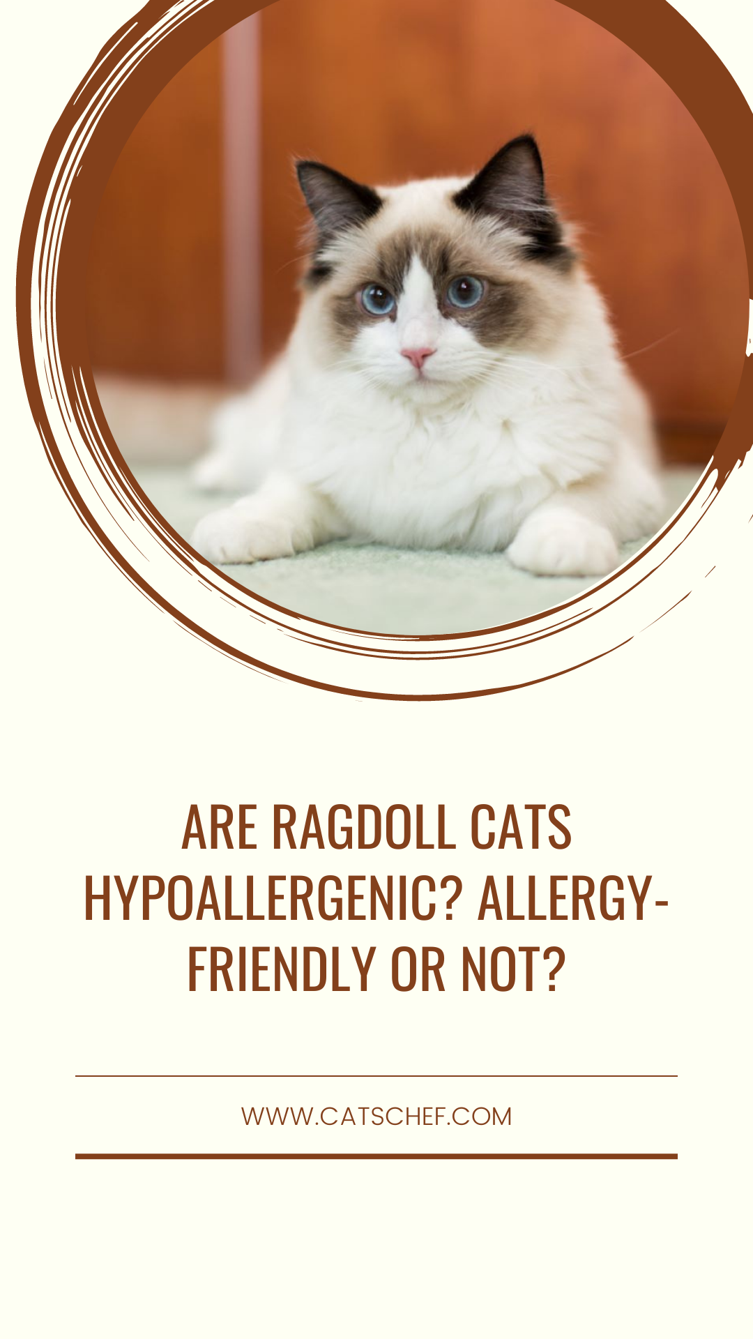 Are Ragdoll Cats Hypoallergenic? Allergy-Friendly Or Not?