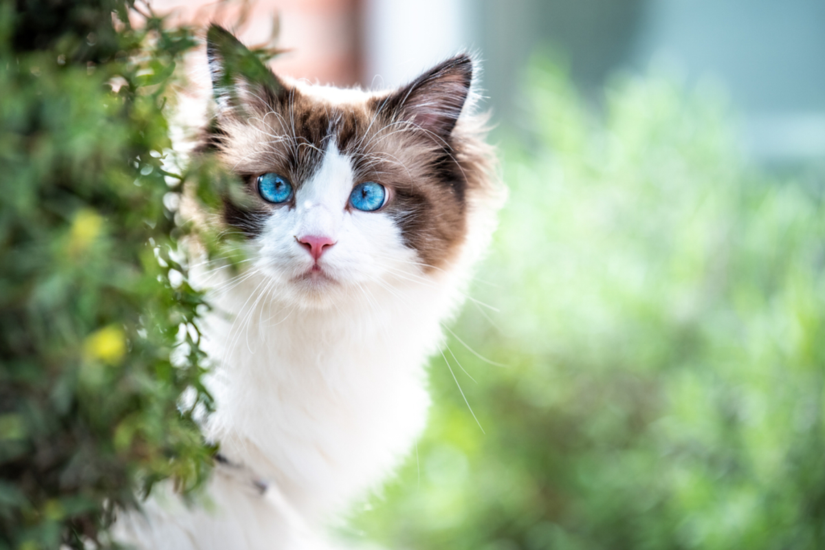 Are Ragdoll Cats More Intelligent Than Your Average Cat Here's The Truth