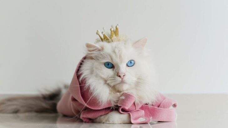 Are Ragdoll Cats More Intelligent Than Your Average Cat? Here’s The Truth